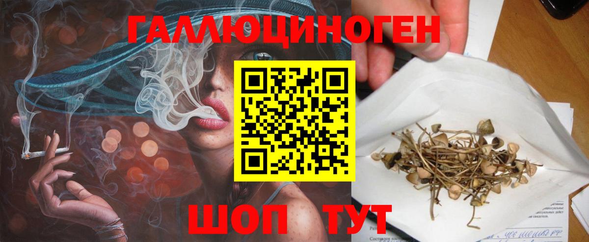 Галлюциногенные грибы Psilocybe Черкесск